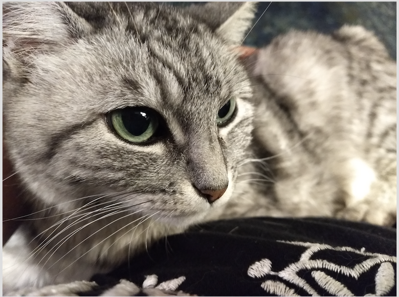 adoptable Cat in Winona,MN named Nala
